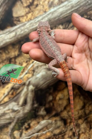 Magazoo Dragon barbu Hypo translucide 50% Red Monster Blue Bar Cross #1