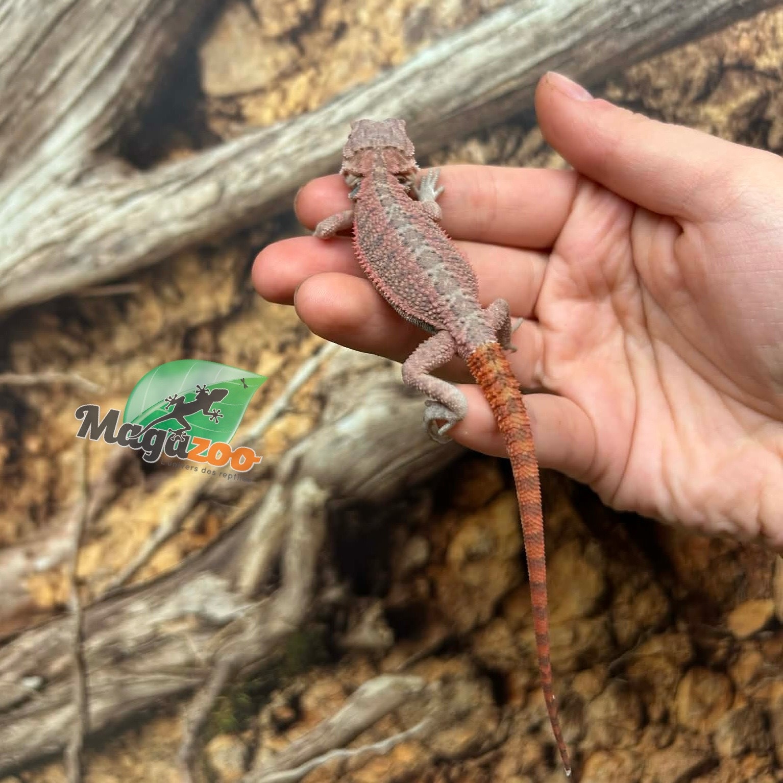 Magazoo Hypo translucent 50% Red Monster Blue Bar Cross Bearded Dragon #1