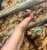 Magazoo Hypo translucent 50% Red Monster Blue Bar Cross Bearded Dragon #1