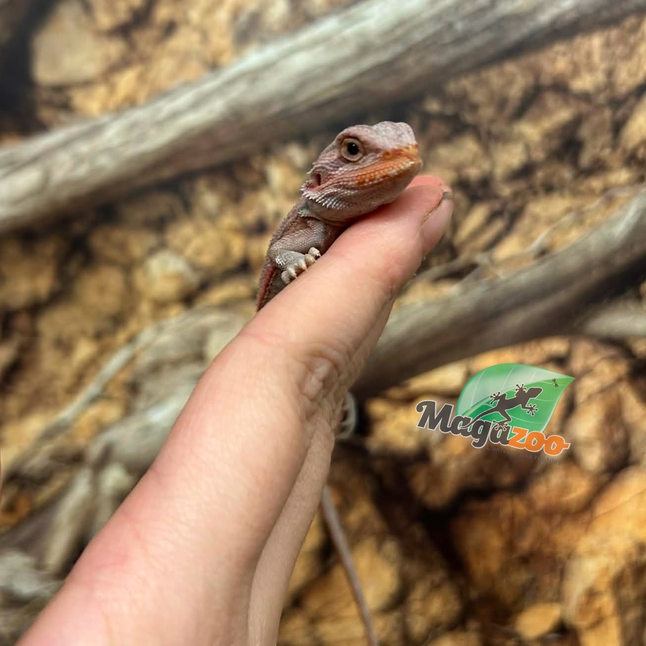 Magazoo Hypo translucent 50% Red Monster Blue Bar Cross Bearded Dragon #1