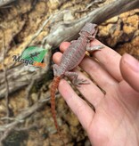 Magazoo Dragon barbu Hypo translucide 50% Red Monster Blue Bar Cross #1