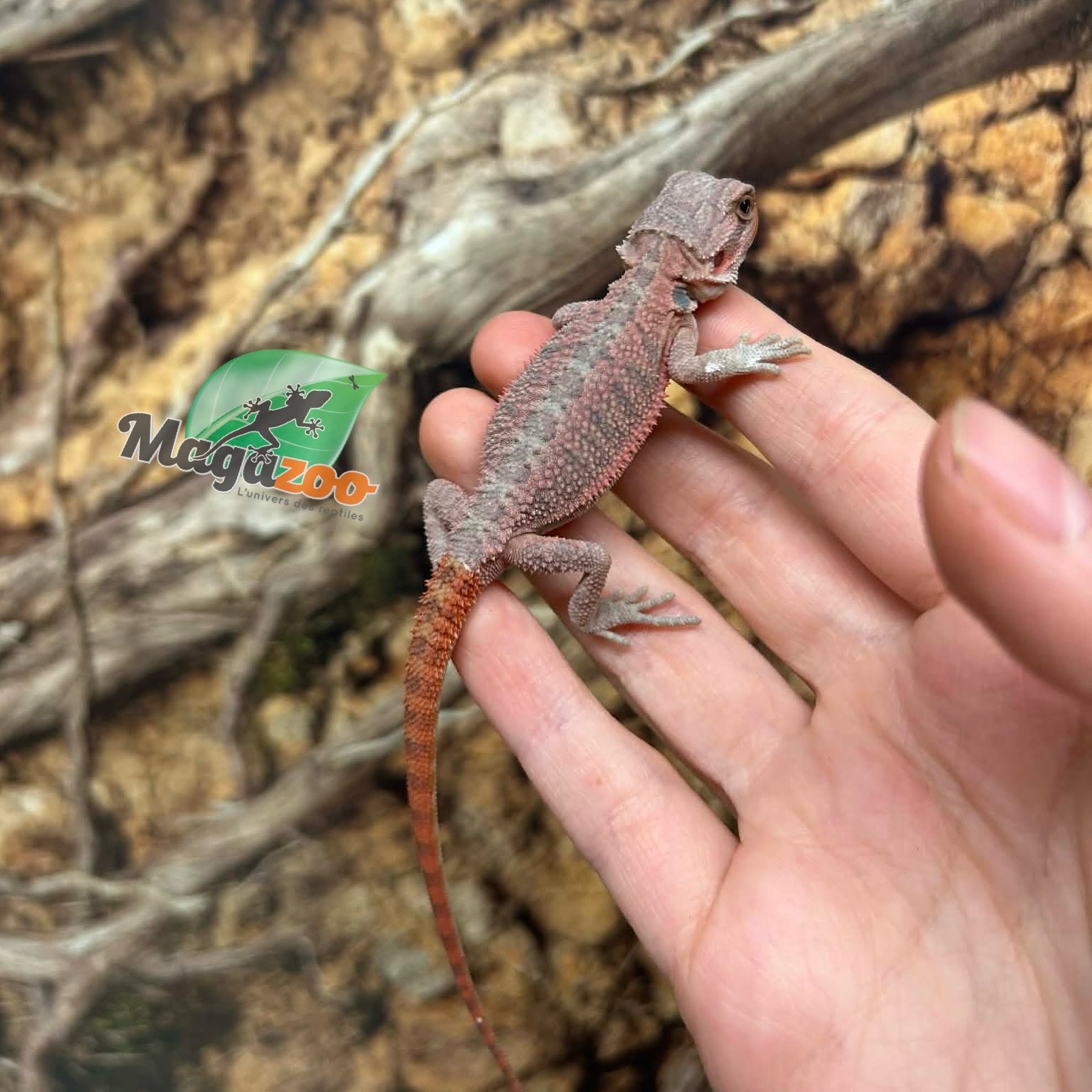 Magazoo Hypo translucent 50% Red Monster Blue Bar Cross Bearded Dragon #1