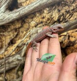 Magazoo Dragon barbu Hypo translucide 50% Red Monster Blue Bar Cross #1