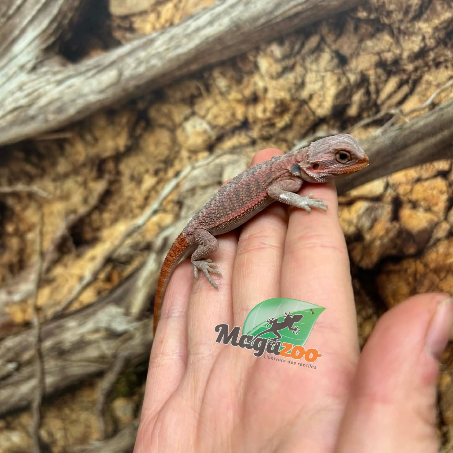 Magazoo Hypo translucent 50% Red Monster Blue Bar Cross Bearded Dragon #1