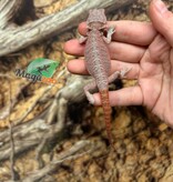 Magazoo Hypo translucent 50% Red Monster Blue Bar Cross Bearded Dragon #1