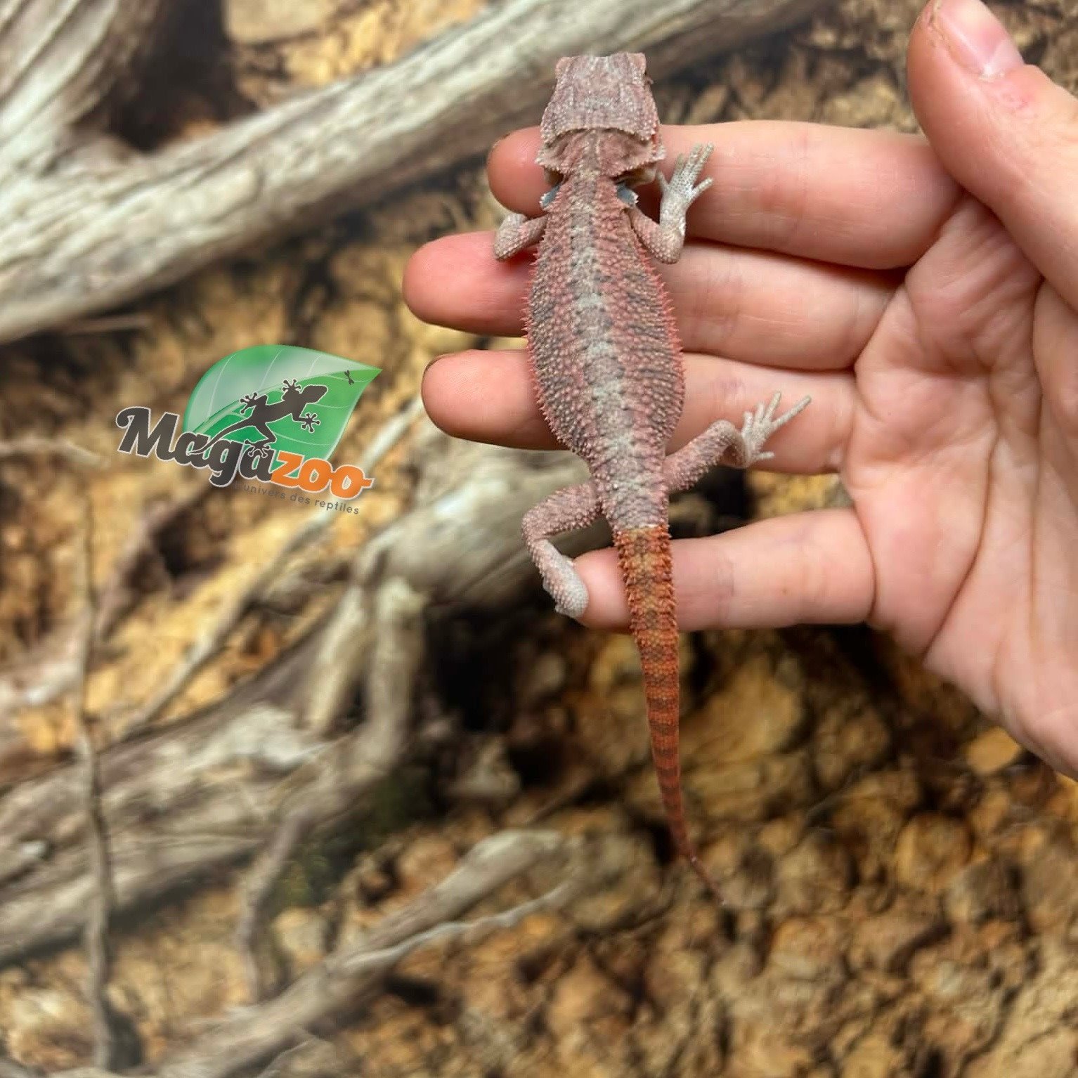 Magazoo Hypo translucent 50% Red Monster Blue Bar Cross Bearded Dragon #1