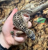 Magazoo Female high yellow Leopard gecko (born 04/20/22)