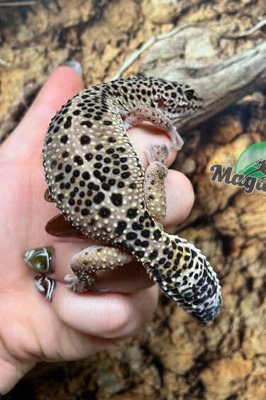 Magazoo Gecko léopard high yellow (né 20/4/22) Femelle