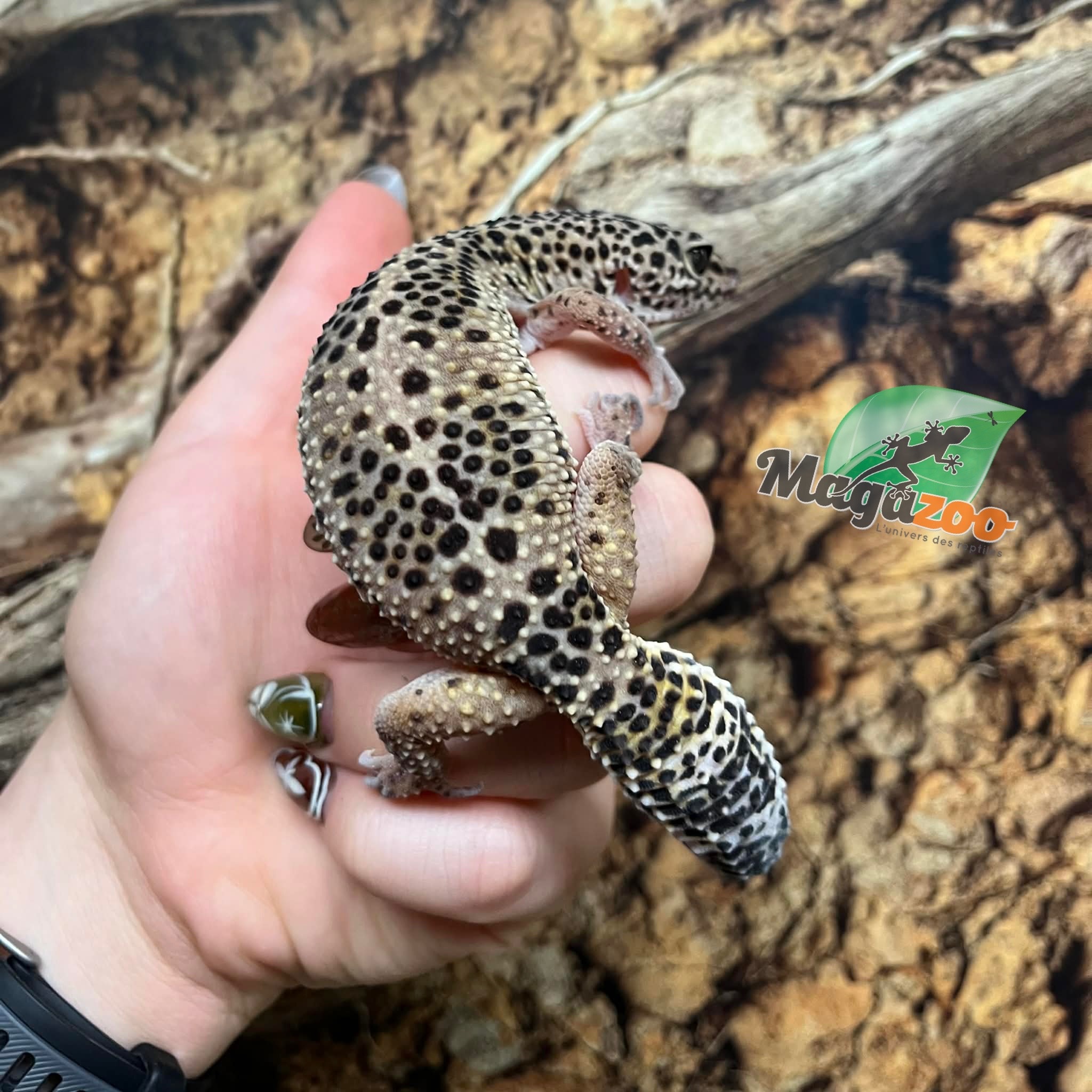 Magazoo Gecko léopard high yellow (né 20/4/22) Femelle