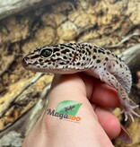 Magazoo Gecko léopard high yellow (né 20/4/22) Femelle
