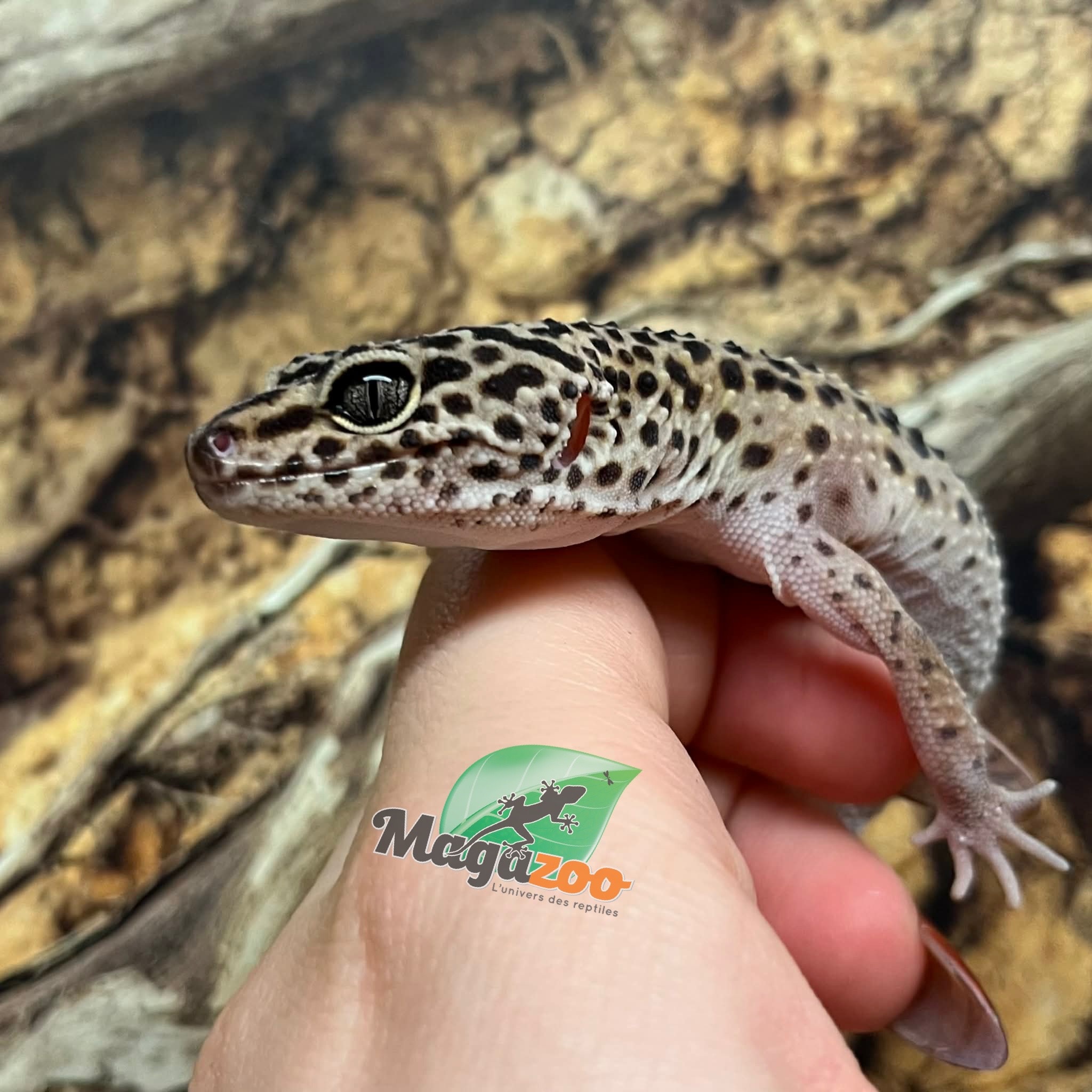 Magazoo Gecko léopard high yellow (né 20/4/22) Femelle