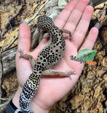 Magazoo Female high yellow Leopard gecko (born 04/20/22)