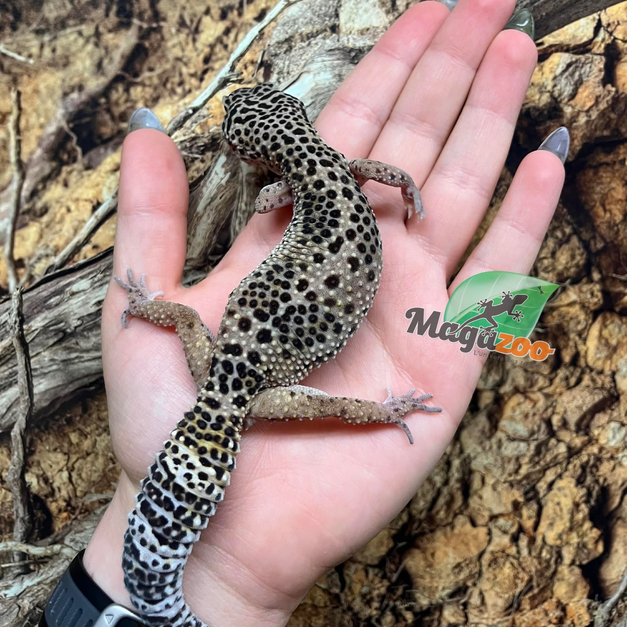 Magazoo Gecko léopard high yellow (né 20/4/22) Femelle