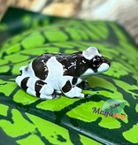 Magazoo Baby Amazone Milk frog Captive Born