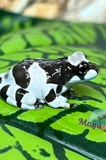 Magazoo Baby Amazone Milk frog Captive Born