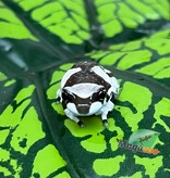 Magazoo Baby Amazone Milk frog Captive Born