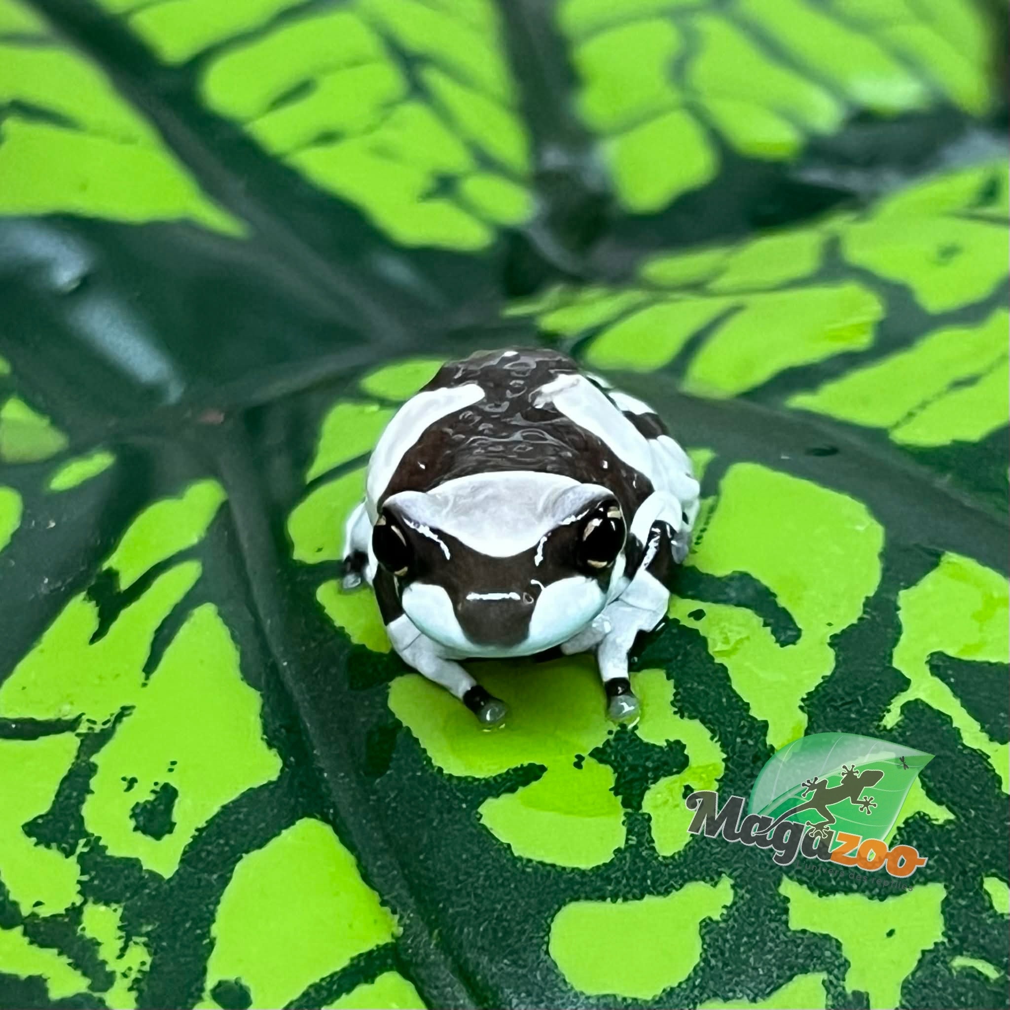 Magazoo Baby Amazone Milk frog Captive Born