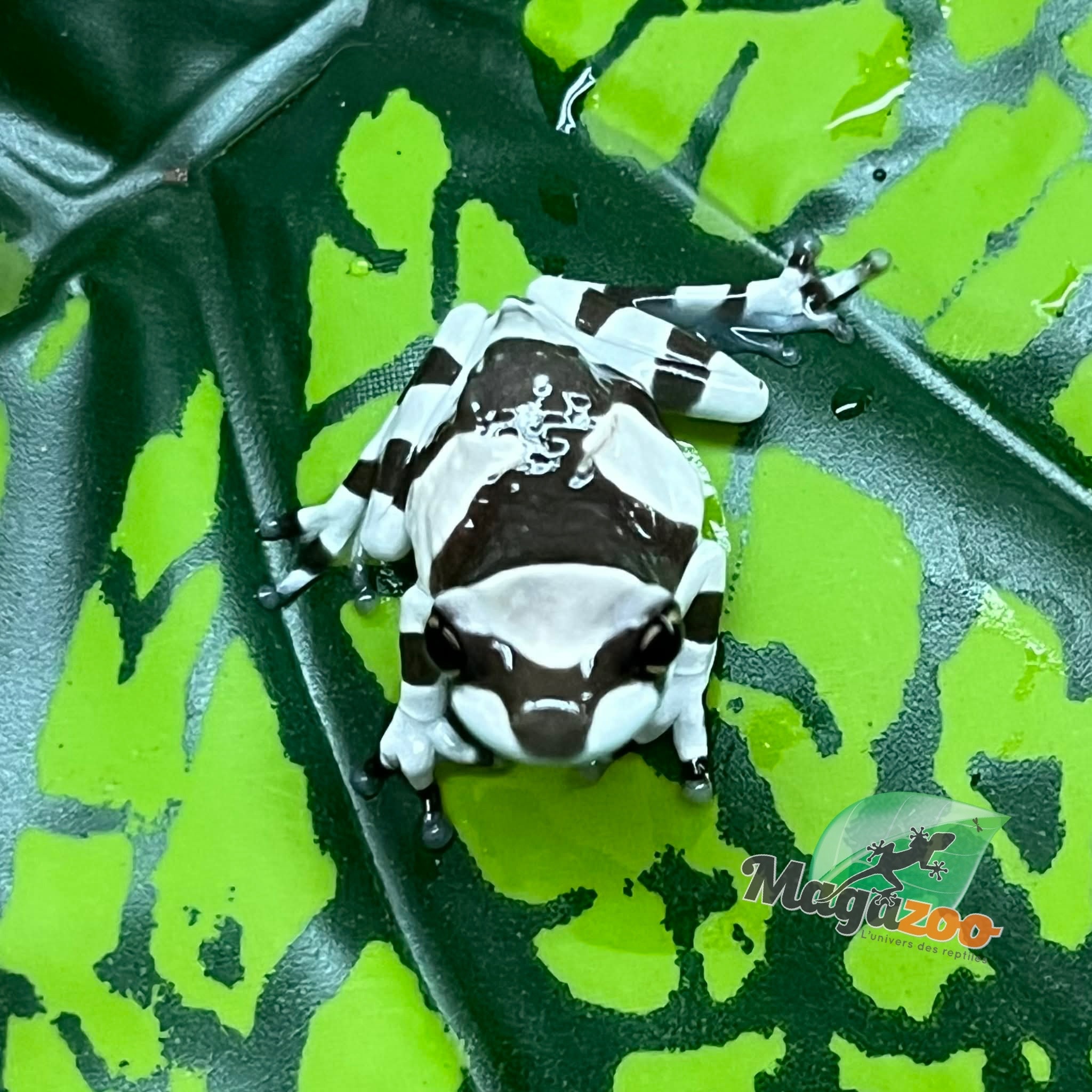 Magazoo Baby Amazone Milk frog Captive Born
