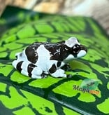 Magazoo Rainette laiteuse bébé Né en captivité