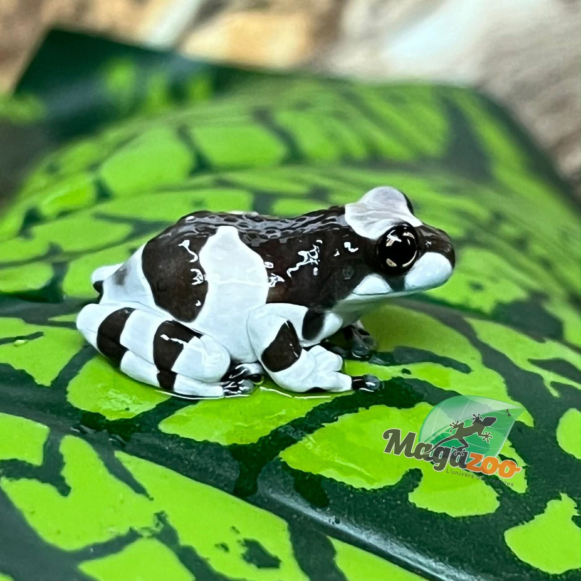 Magazoo Baby Amazone Milk frog Captive Born