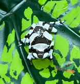 Magazoo Baby Amazone Milk frog Captive Born