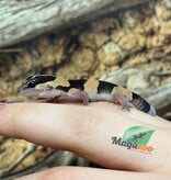 Magazoo Baby Fat-tailed Gecko #2