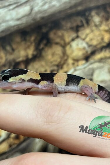 Magazoo Gecko à queue grasse bébé #2