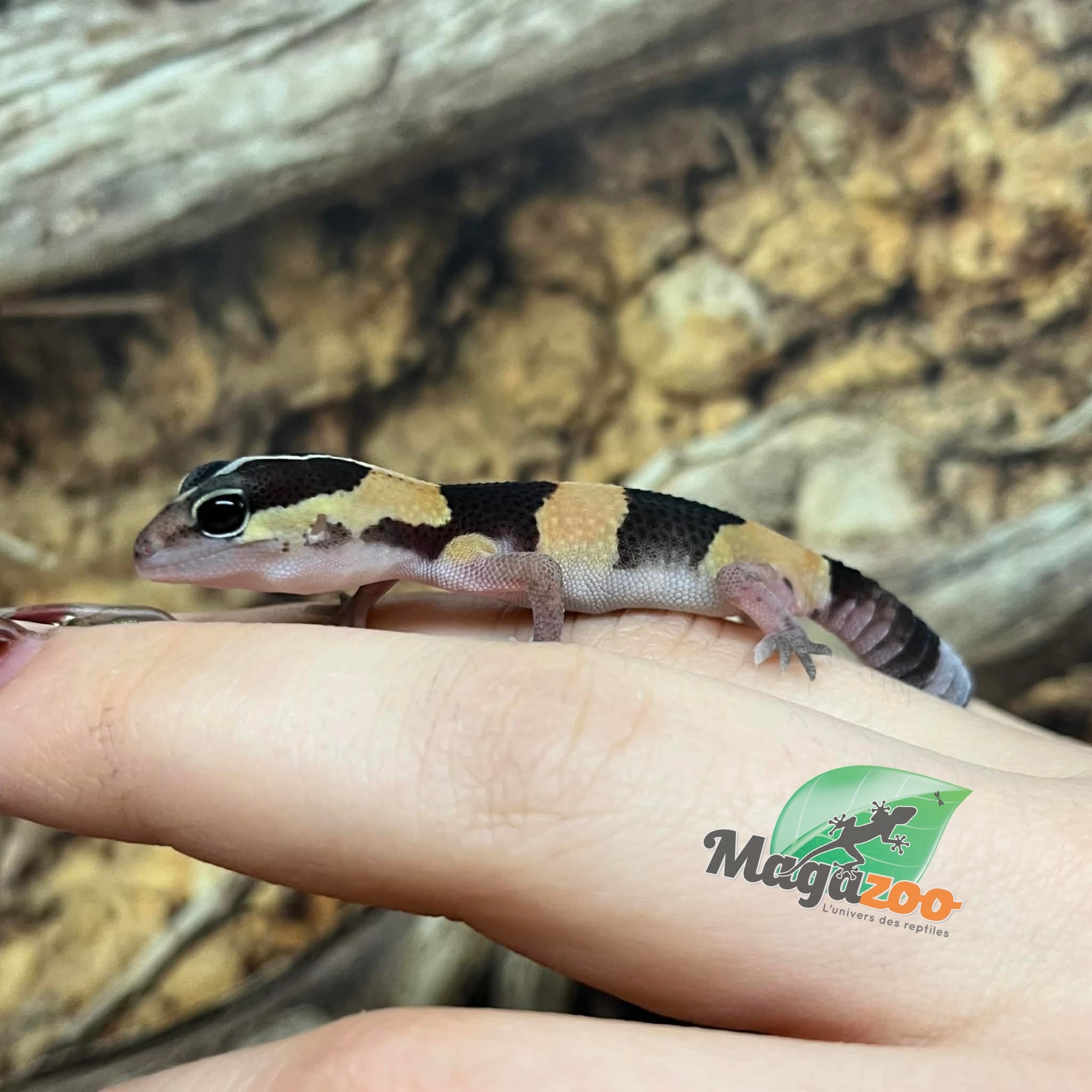 Magazoo Gecko à queue grasse bébé #2