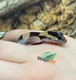 Magazoo Baby Fat-tailed Gecko #2
