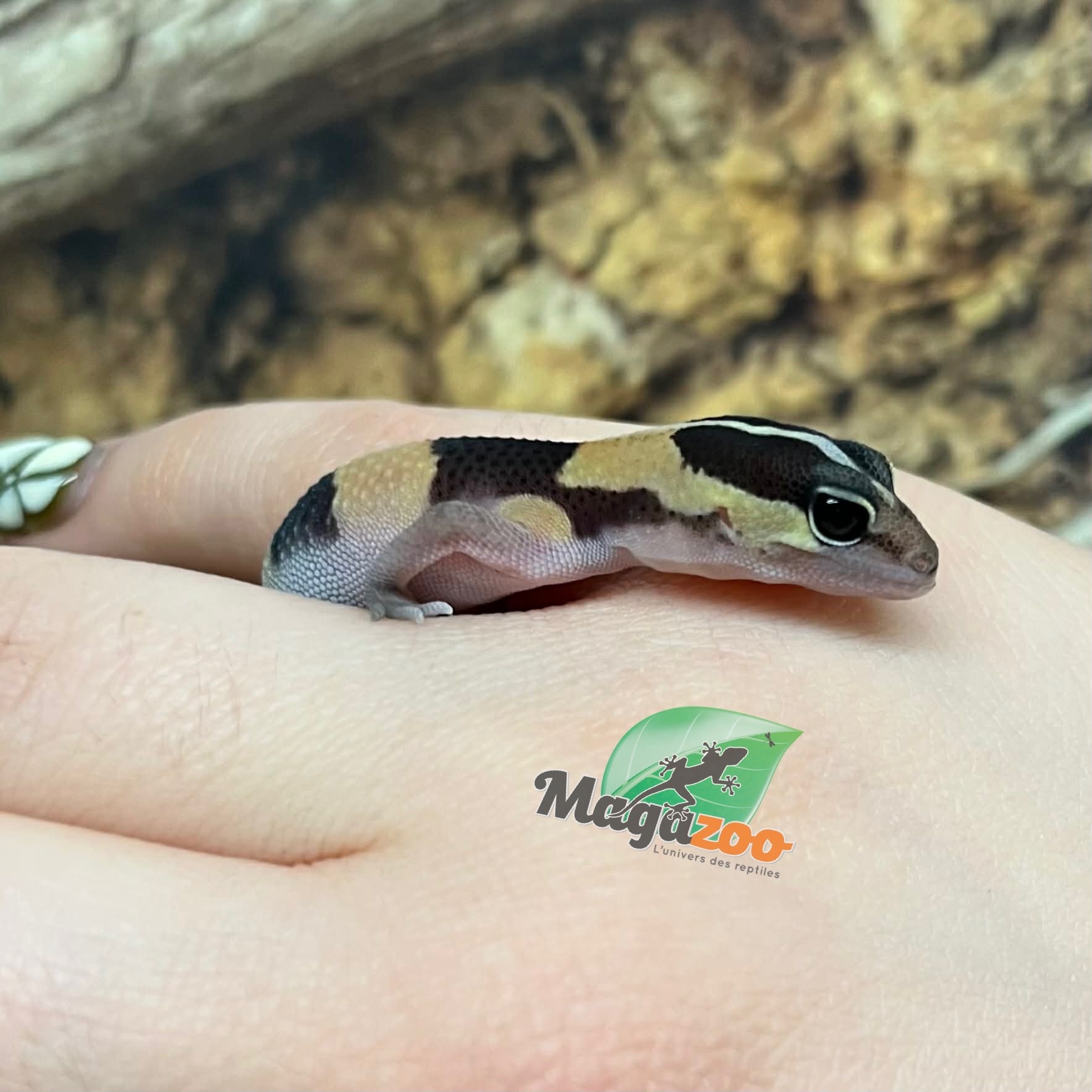 Magazoo Gecko à queue grasse bébé #2