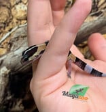 Magazoo Baby Fat-tailed Gecko #2