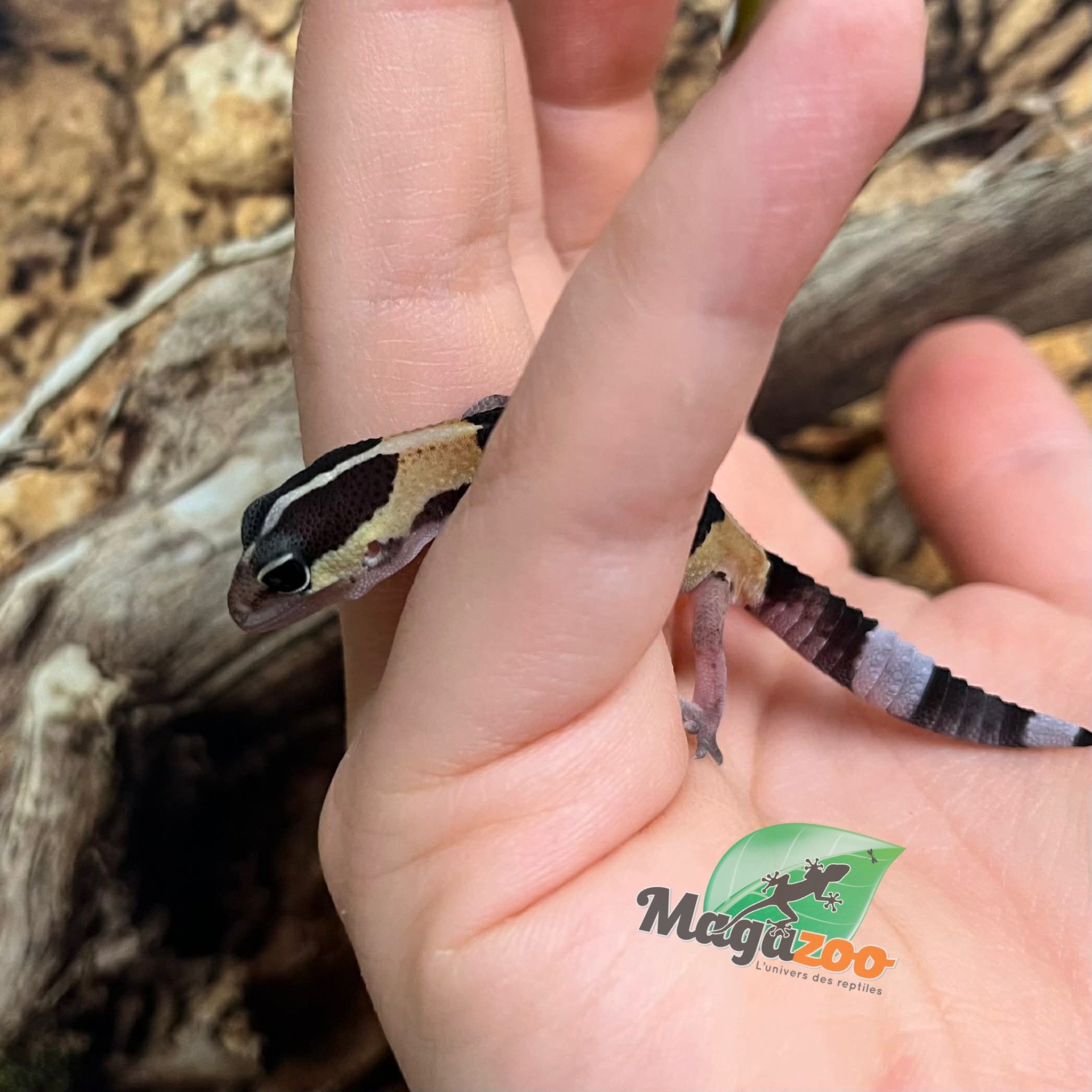 Magazoo Baby Fat-tailed Gecko #2