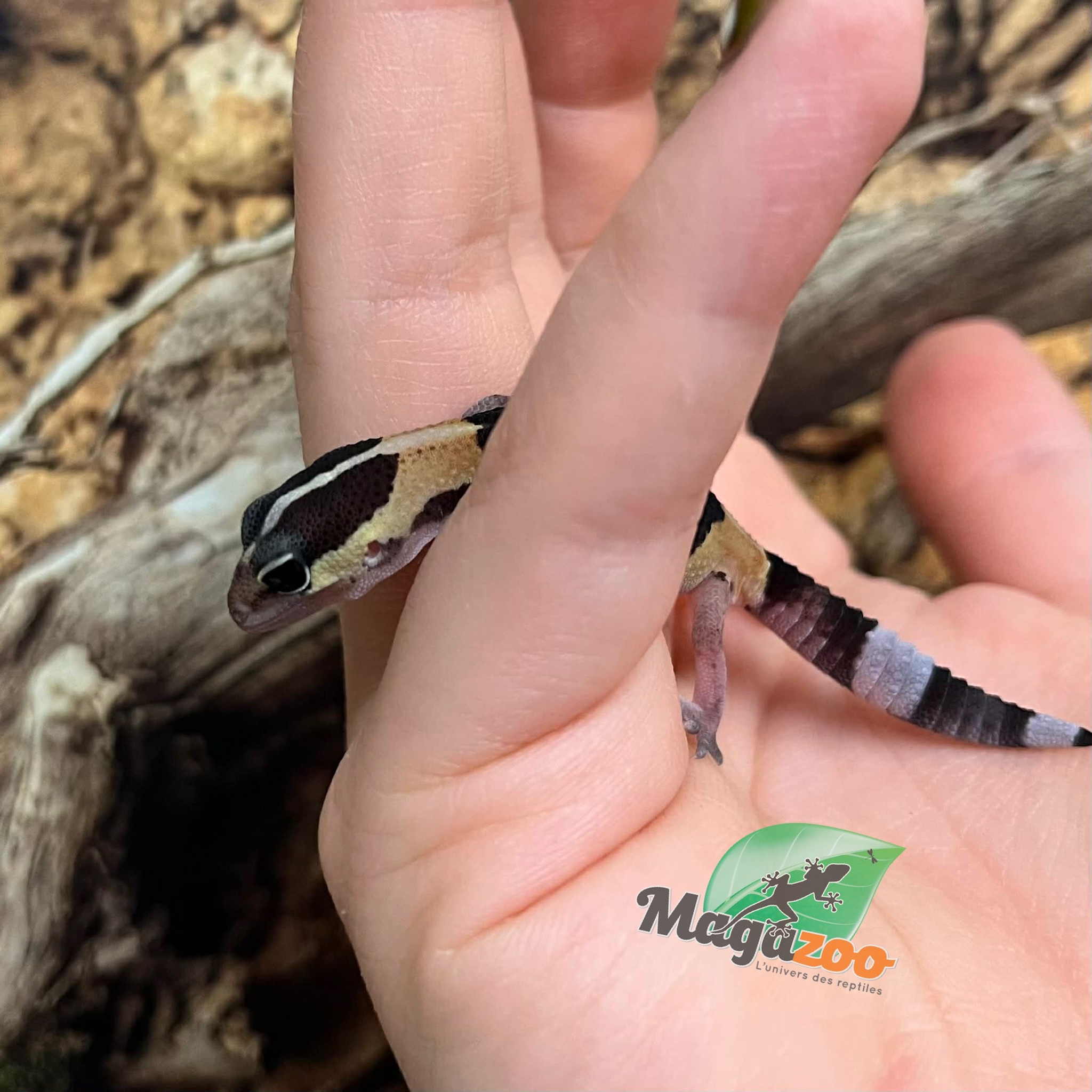 Magazoo Gecko à queue grasse bébé #2