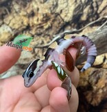 Magazoo Baby Fat-tailed Gecko #1