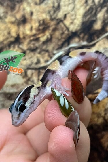 Magazoo Baby Fat-tailed Gecko #1