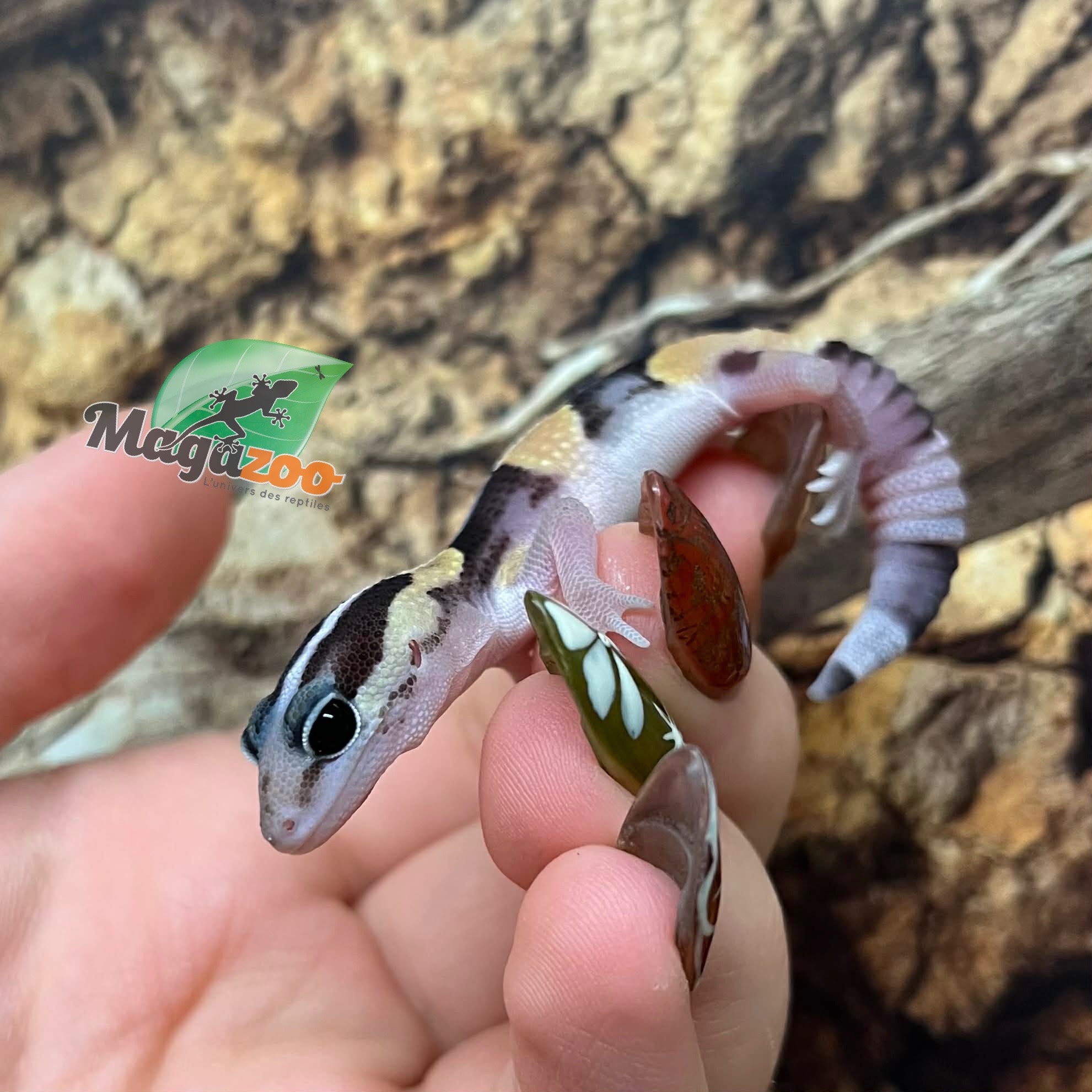 Magazoo Baby Fat-tailed Gecko #1