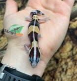 Magazoo Baby Fat-tailed Gecko #1