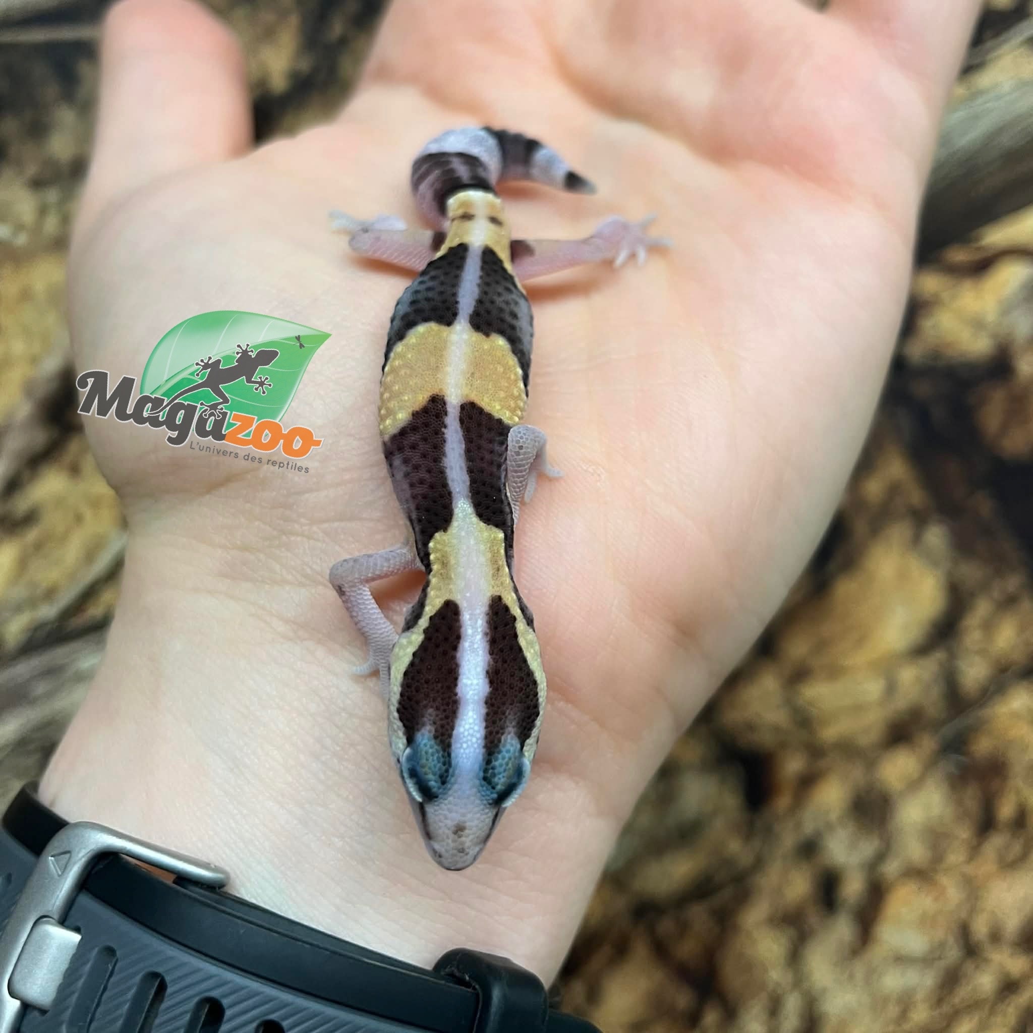 Magazoo Gecko à queue grasse bébé #1