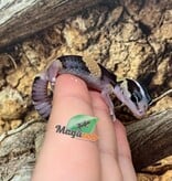 Magazoo Baby Fat-tailed Gecko #1