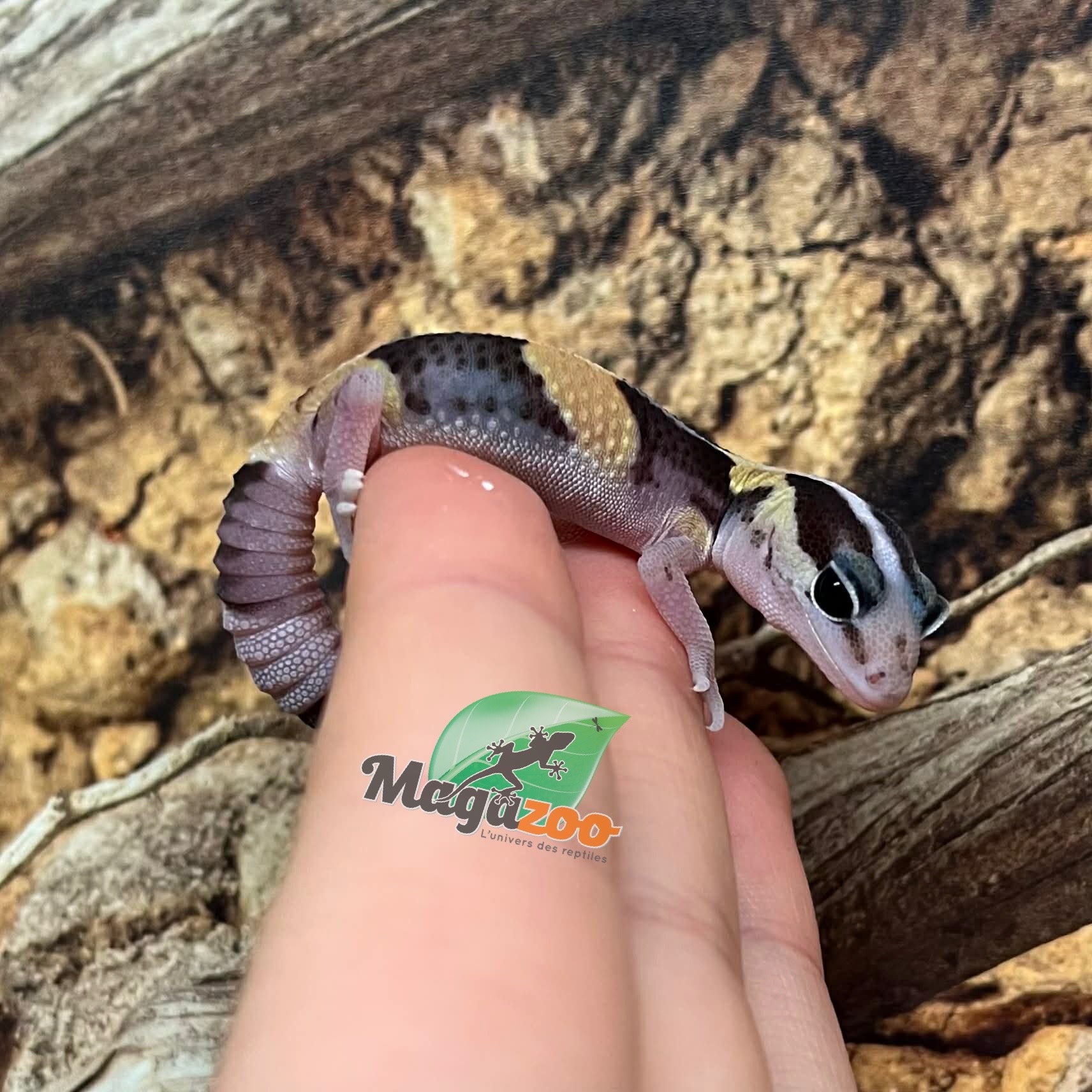 Magazoo Gecko à queue grasse bébé #1