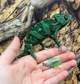 Magazoo Female Low Translucent Veiled Chameleon #3