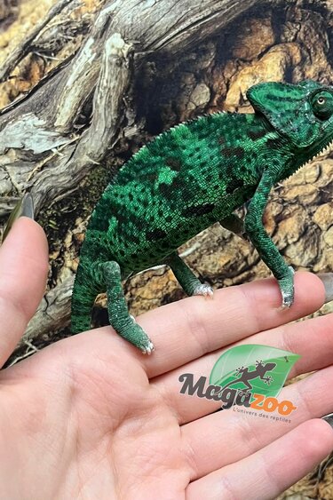 Magazoo Caméléon casqué du Yemen Low Translucide Femelle #3