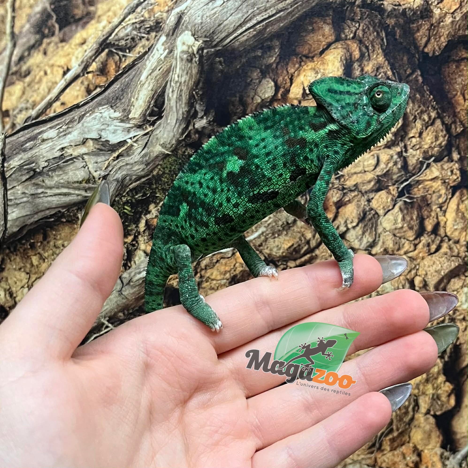 Magazoo Female Low Translucent Veiled Chameleon #3
