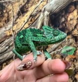 Magazoo Female Low Translucent Veiled Chameleon #3