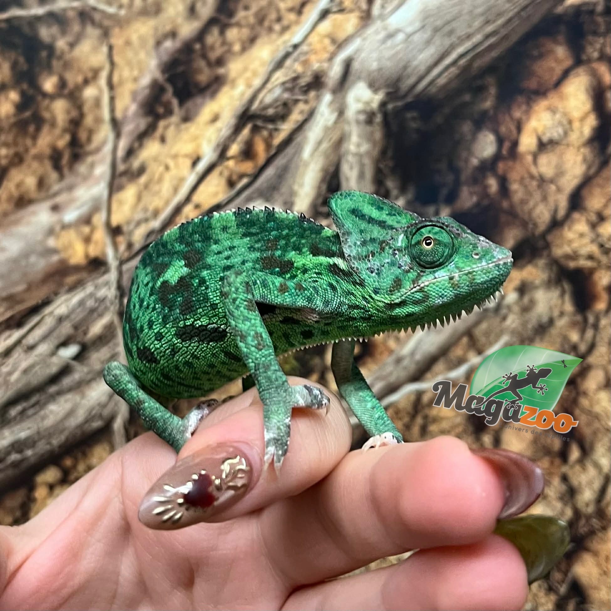 Magazoo Female Low Translucent Veiled Chameleon #3