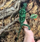 Magazoo Female Low Translucent Veiled Chameleon #3