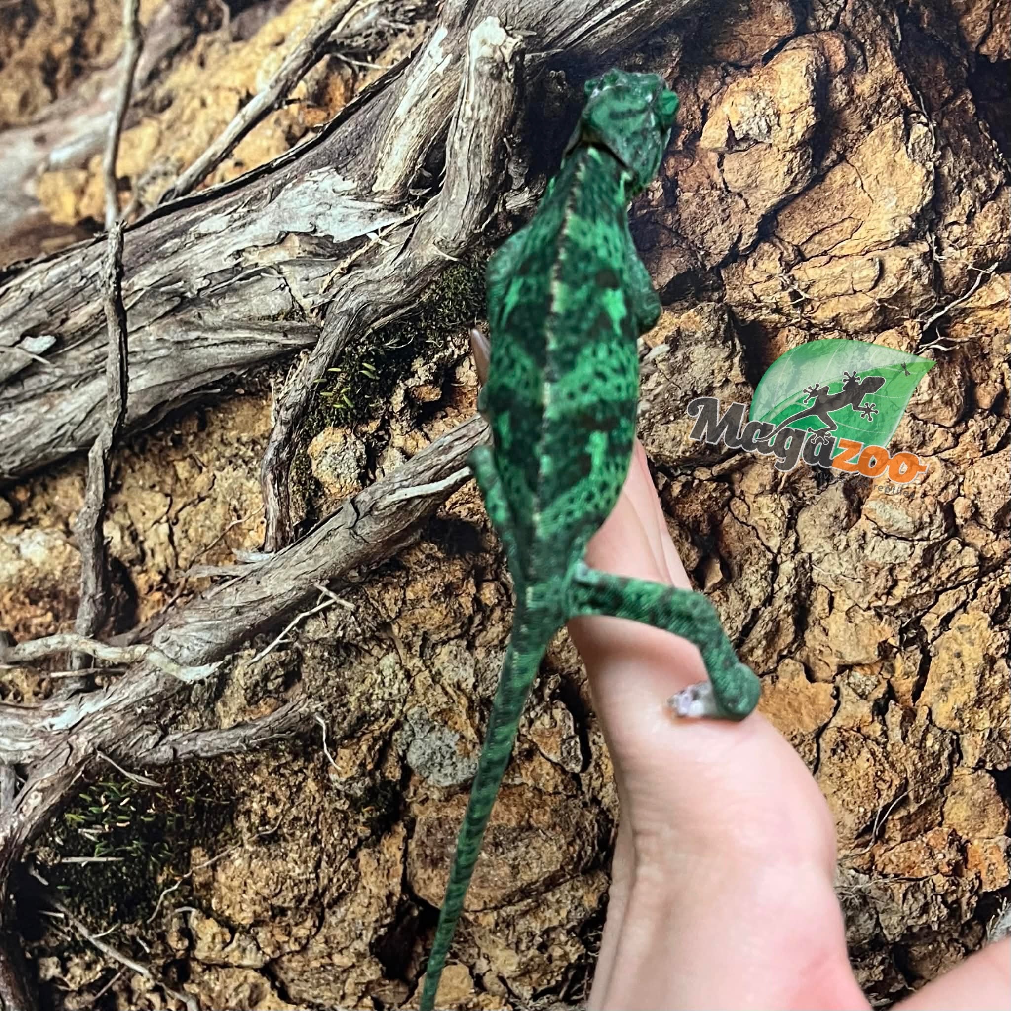 Magazoo Female Low Translucent Veiled Chameleon #3