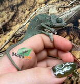 Magazoo Caméléon casqué du Yemen Low Translucide Mâle #2