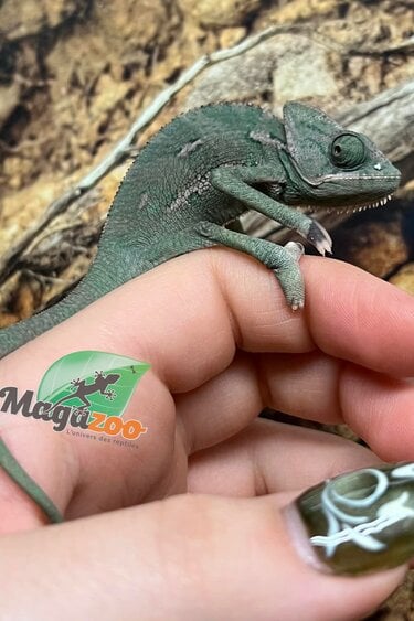 Magazoo Male Low Translucent Veiled Chameleon #2
