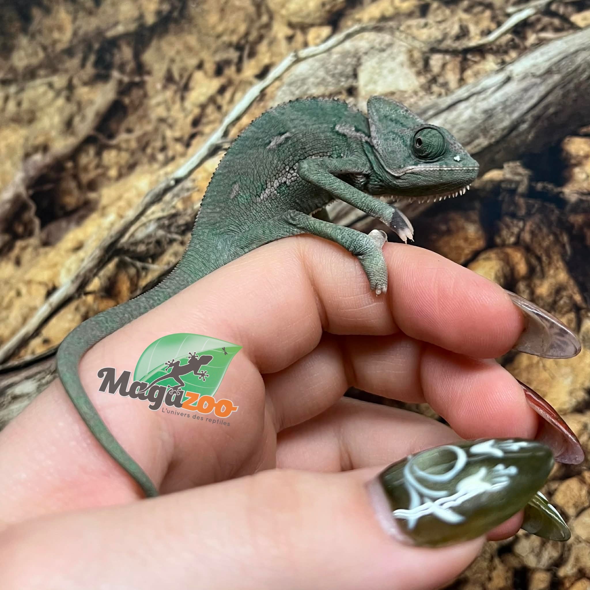 Magazoo Caméléon casqué du Yemen Low Translucide Mâle #2